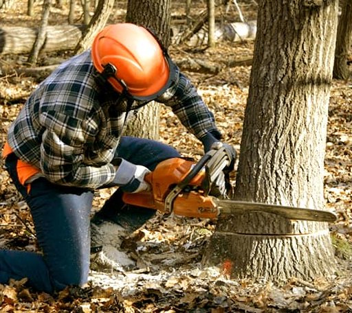 Tree Removal in Greenwich, KS